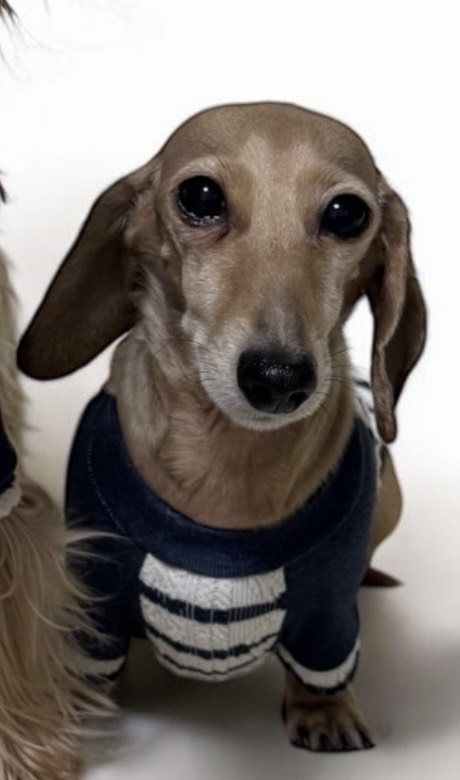 看板犬ふく - スムースダックス