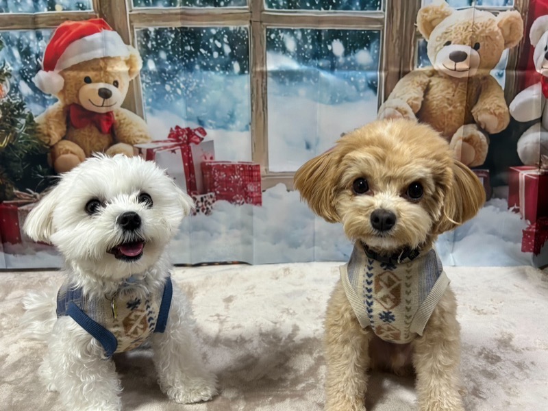 協会認定講座 生徒作品2