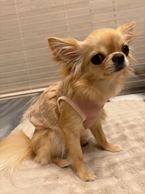 協会認定講座 生徒作品16