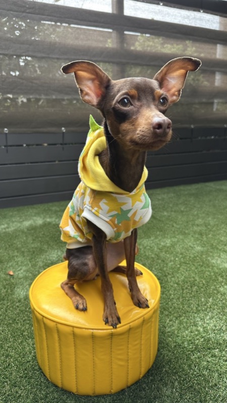 協会認定講座 生徒作品33