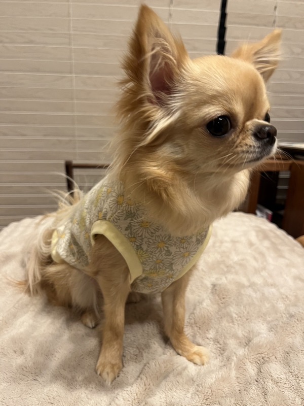 協会認定講座 生徒作品40