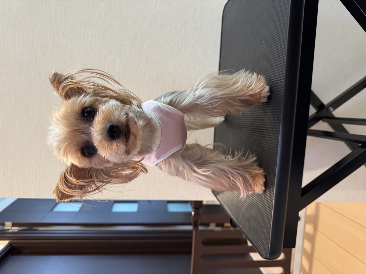 犬服ギャラリー - 生徒作品2