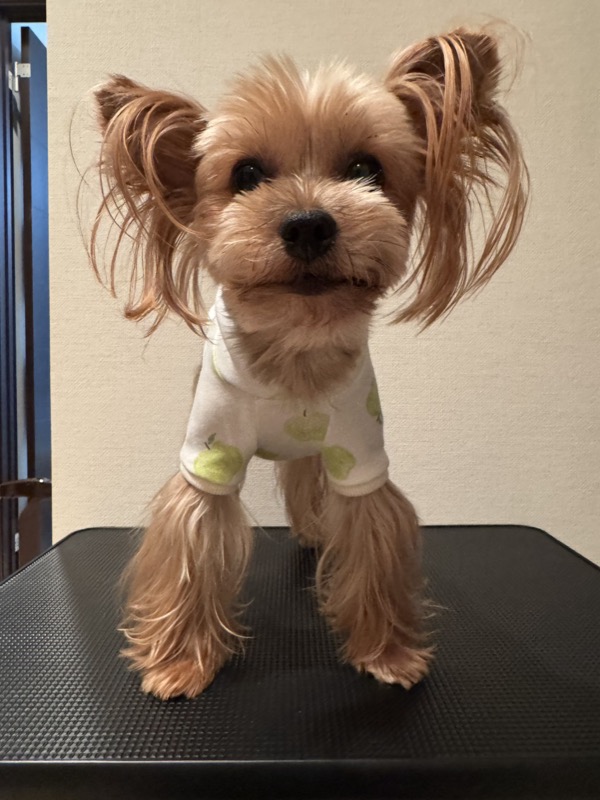 犬服ギャラリー - 生徒作品4