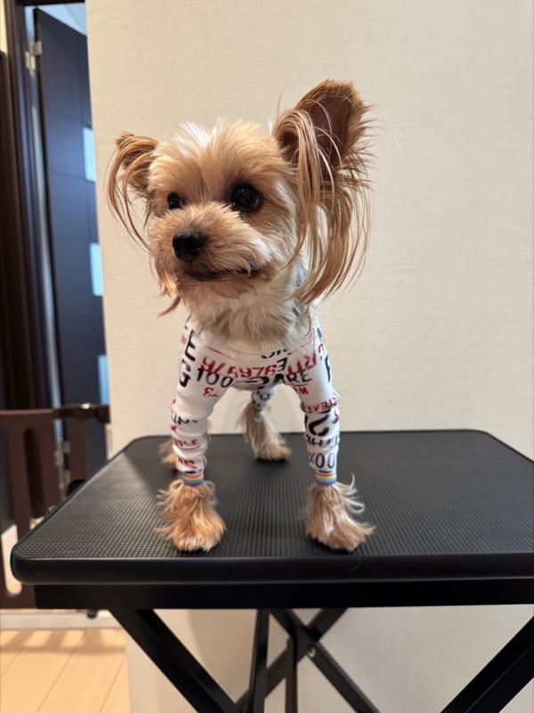 犬服ギャラリー - 生徒作品6