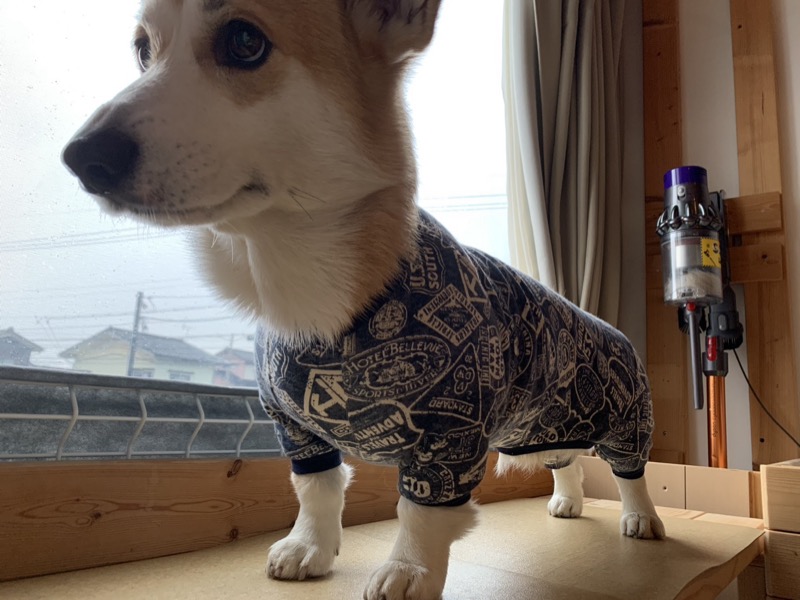 うちの子サイズ犬服講座 生徒作品8