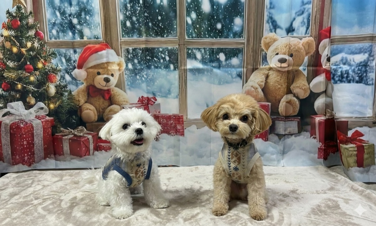 petite.ange 犬服教室でのレッスン風景