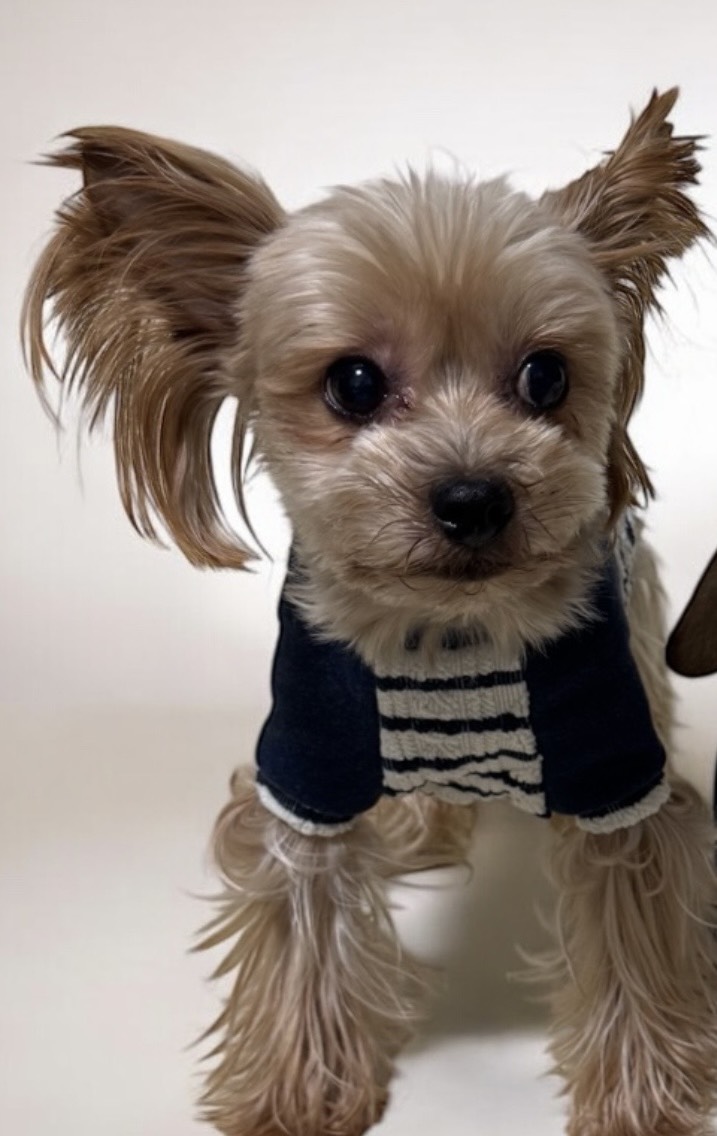 看板犬まる - ヨークシャーテリア