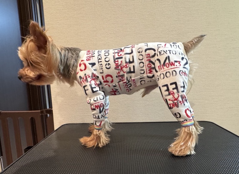 うちの子サイズ犬服講座のレッスン風景